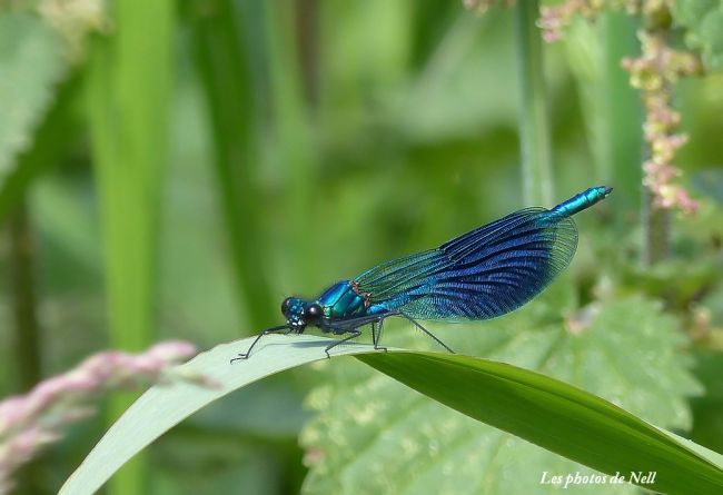 Le caloptéryx splendens  Mâle