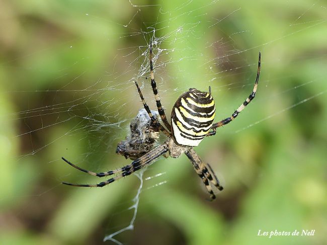 Argiope bruennichi, épeire frelon ou épeire fasciée femelle.