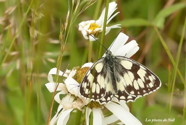 Le Demi deuil Melanargia galathea  (Linnaeus, 1758).famille Nymphalidae. Ver sur Mer 14.