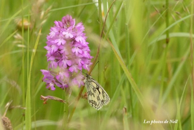 Le Demi deuil Melanargia galathea  (Linnaeus, 1758).famille Nymphalidae. Ver sur Mer 14.