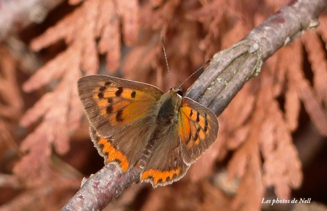 Lycaena phlaeas 