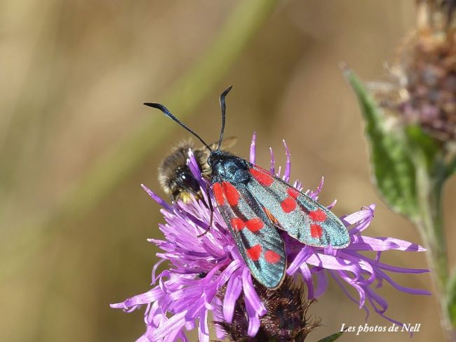 Zygaena filipendulae 