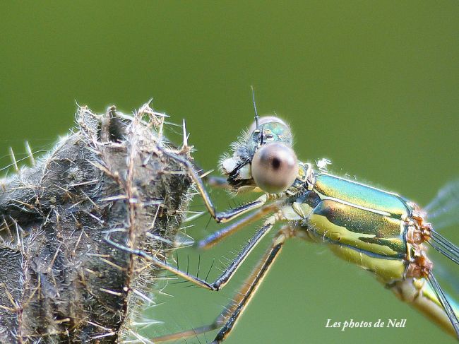 Leste vert, un insecte Odonate,  Zygoptères, de la famille des Lestidae.   Marais de Ver/Mer 14.