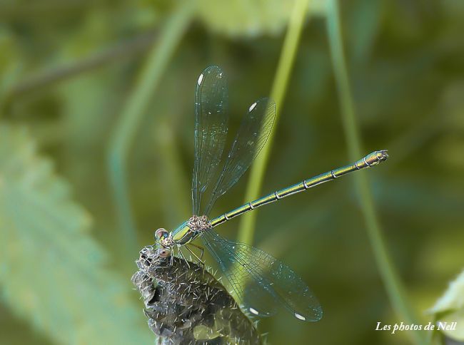 Leste vert, un insecte Odonate,  Zygoptères, de la famille des Lestidae.   Marais de Ver/Mer 14.