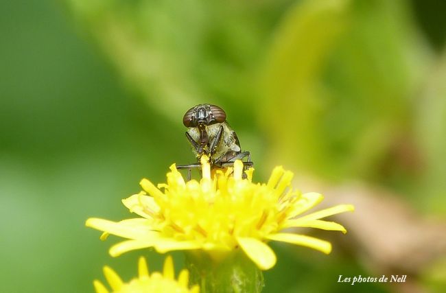 Stomorhina lunata (Fabricius, 1805) femelle. Diptères Calliphoridae Ver/Mer 14