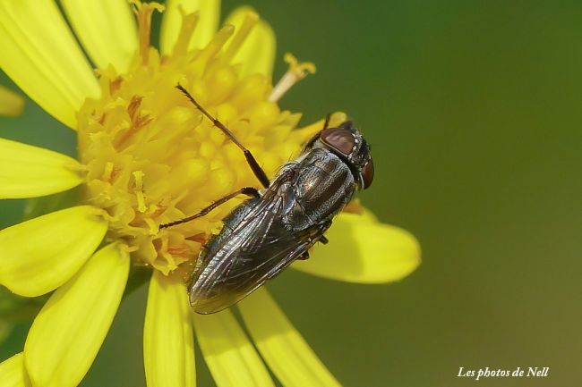 Stomorhina lunata (Fabricius, 1805) femelle. Diptères Calliphoridae Ver/Mer 14