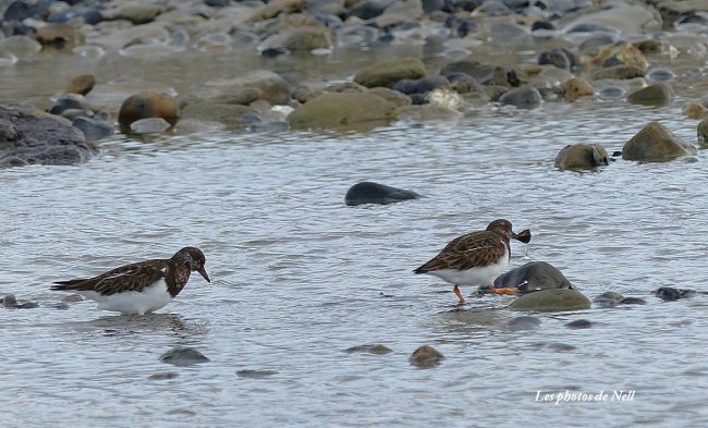 Tournepierre à collier (Arenaria interpres) famille des Scolopacidés. Ver sur Mer 14.