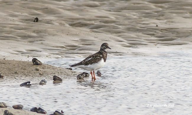 Tournepierre à collier (Arenaria interpres) famille des Scolopacidés. Ver sur Mer 14.