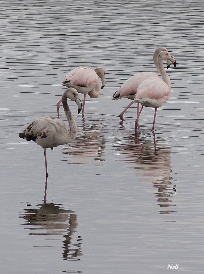 Flamants roses ( Phoenicopterus roseus). Bouzigues 34 (photo 10/2016).