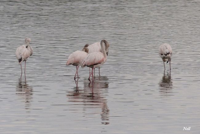 Flamants roses ( Phoenicopterus roseus). Bouzigues 34 (photo 10/2016).