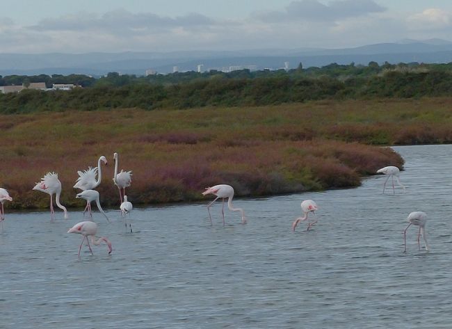 Flamants roses (Palavas les Flots 2015).