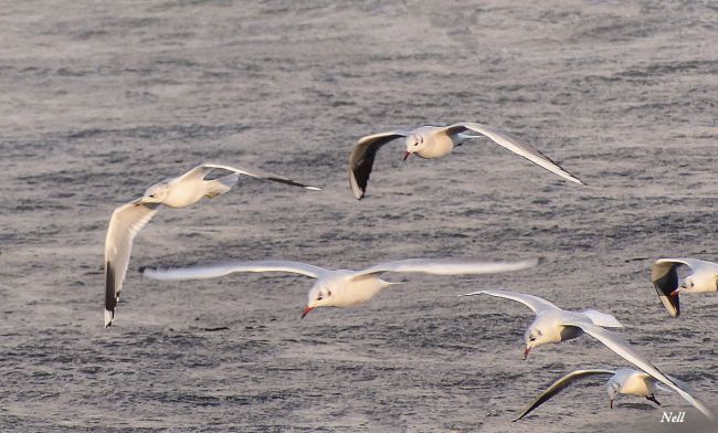 Mouette rieuse, Ver/Mer 14 le 09/11/2016