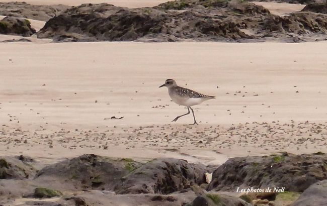 Pluvier argenté Pluvialis squatarola. Famille des Charadriidés (Ver sur Mer 14 (13/10/.2016))