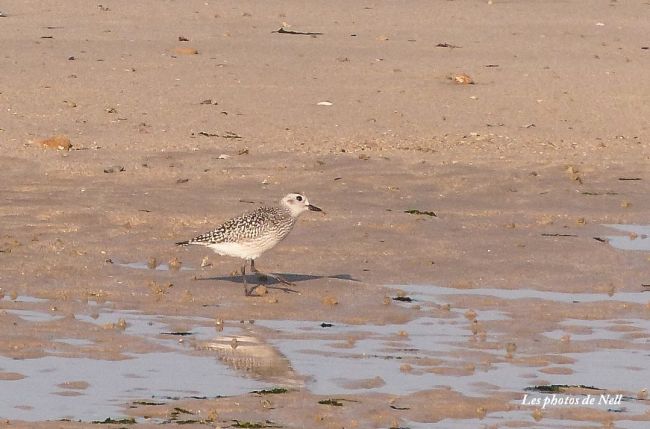 Pluvier argenté Pluvialis squatarola. Famille des Charadriidés (Ver sur Mer 14 (10 / 11 .2016))