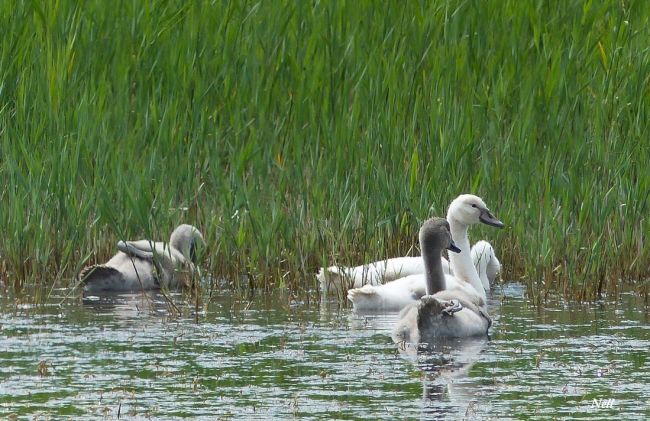 Cygne tuberculé 