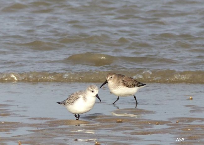 Becasseau sanderling et Bécasseau variable