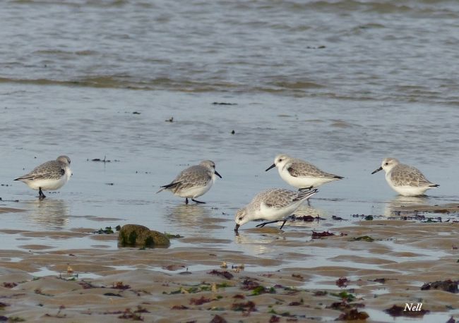 Bécasseau sanderling 