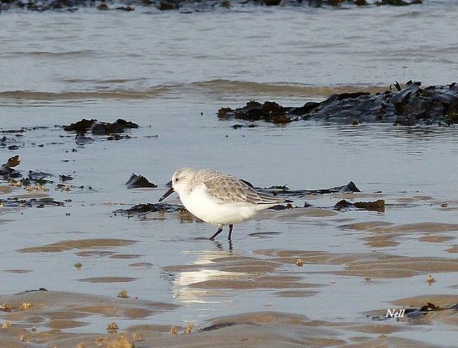 Bécasseau sanderling 