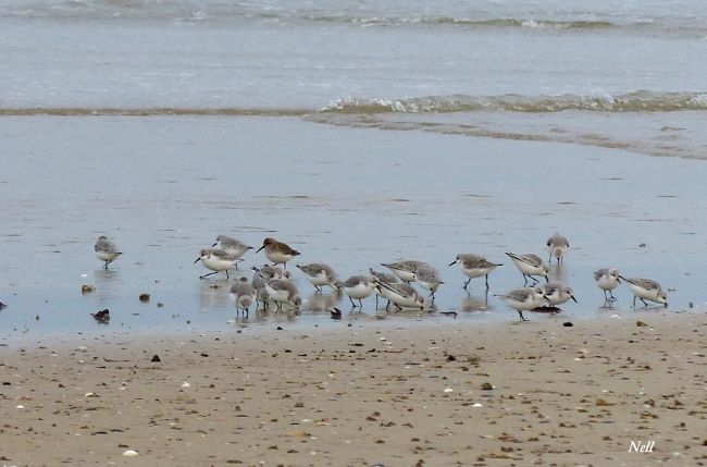 Bécasseau sanderling 