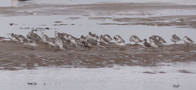 Bécasseau sanderling 