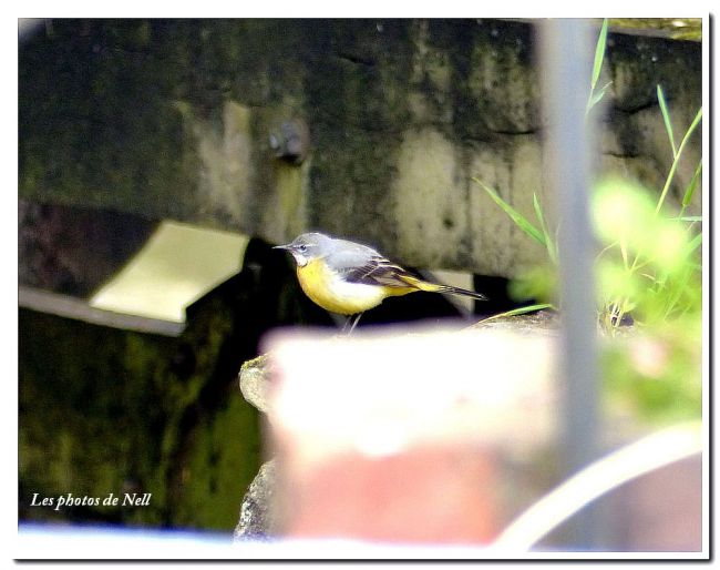 Bergeronnette des ruisseaux (Motacilla cinerea) Bayeux 14.  (22/01/2016)