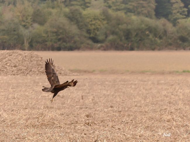 Buse variable