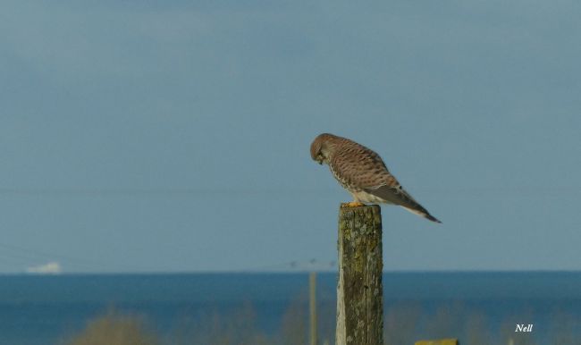 Faucon crécerelle, famille des falconidés.Ver sur Mer 14 (07/2016).