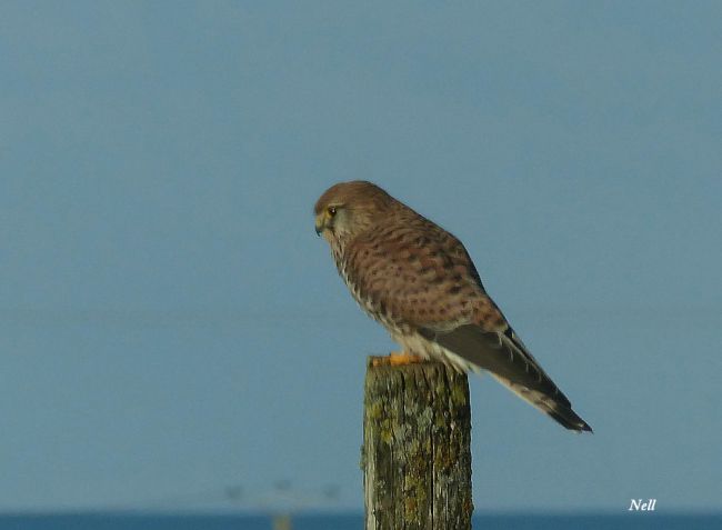 Faucon crécerelle, famille des falconidés.Ver sur Mer 14 (07/2016).