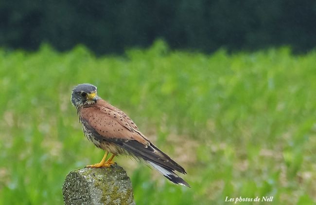 Faucon crécerelle, famille des falconidés.Ver sur Mer 14 (07/2016).