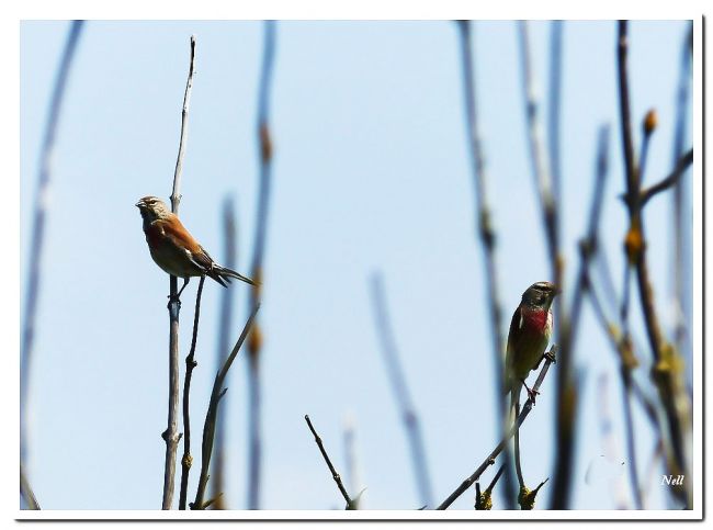 Linotte mélodieuse (couple).