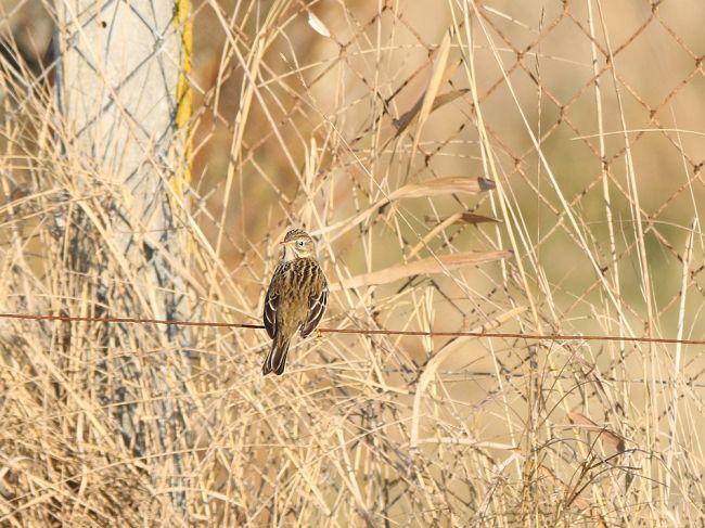 Pipit farlouse: 