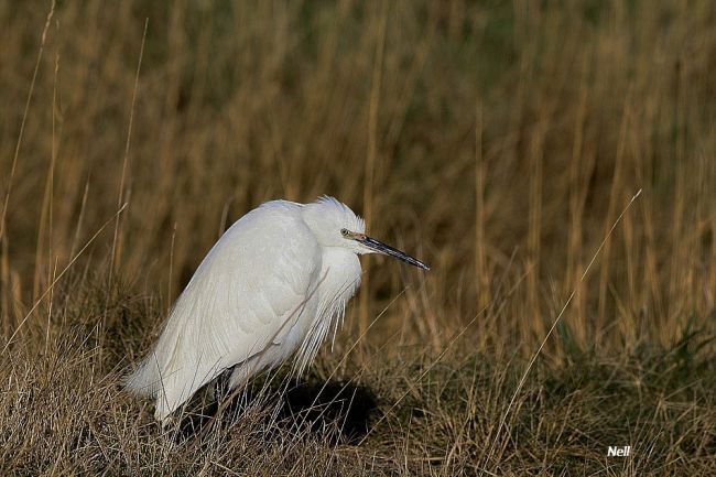 Aigrette garzette,  Marais de Ver/Mer 14. le 28/01/2017