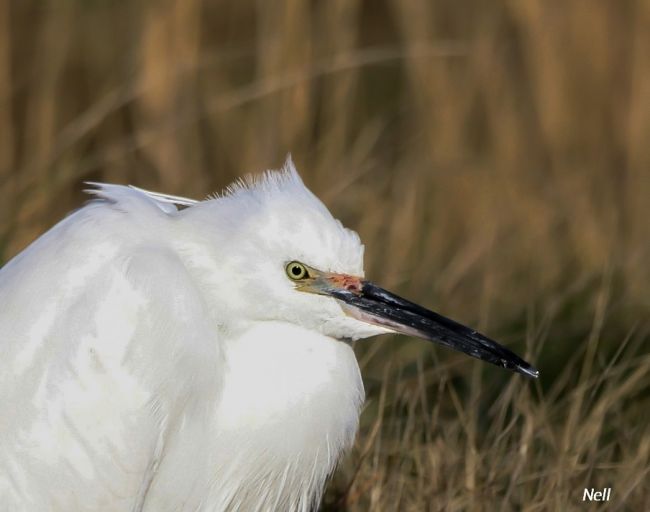 Aigrette garzette,  Marais de Ver/Mer 14. le 28/01/2017