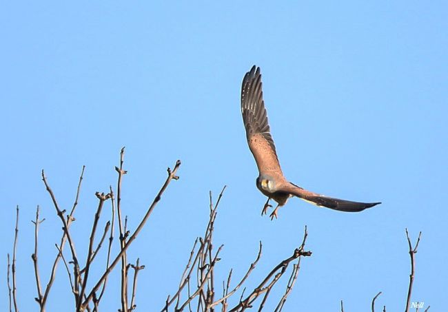 Faucon crécerelle, famille des falconidés.Ver sur Mer 14 (07/02/2017).