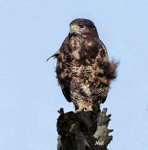 Buse variable, marais de Ver/mer 14. (04/02/2017).