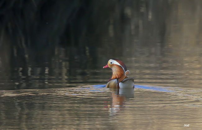 Canard Mandarin mâle: