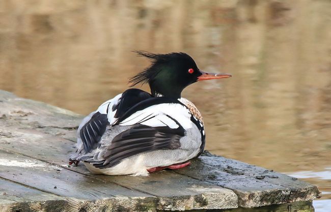 Harle huppé (Mergus serrator), famille des Anatidés.Marais de Ver sur Mer 14 (02/2017)