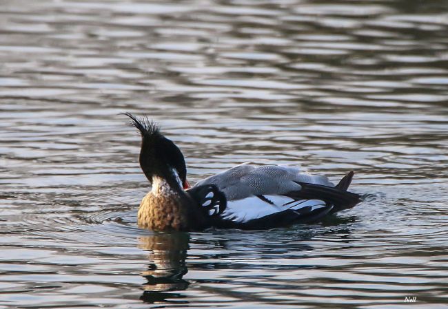 Harle huppé (Mergus serrator), famille des Anatidés.Marais de Ver sur Mer 14 (02/2017)