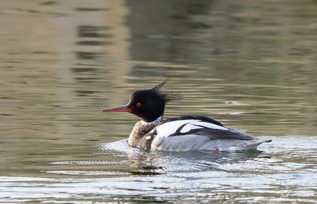 Harle huppé (Mergus serrator), famille des Anatidés.Marais de Ver sur Mer 14 (02/2017)