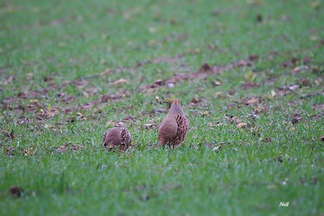 Perdrix grise (perdix perdix) famille Phasianidae. Photo Courseulles / Mer 14.(08/02/2017)