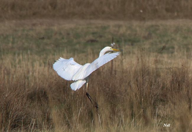 Grande Aigrette: 