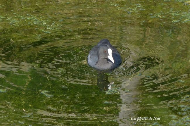 Foulque macroule 