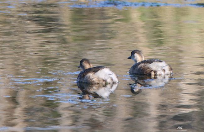 Grèbe castagneux (Tachybaptus ruficollis, famille :  podicipédidés. (Courseulles sur Mer 14).