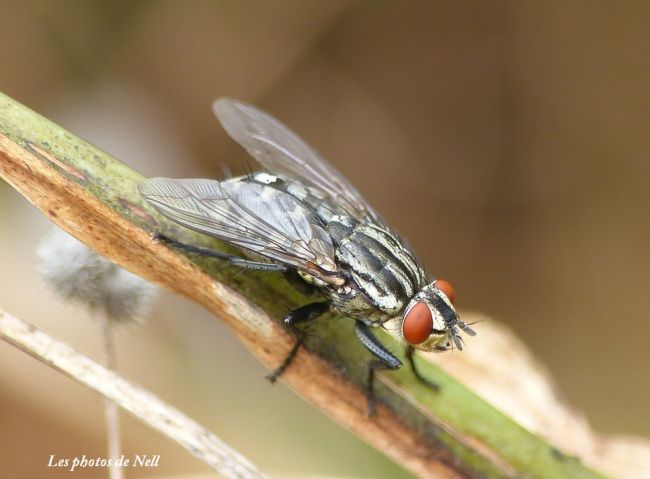 Mouche à damier 