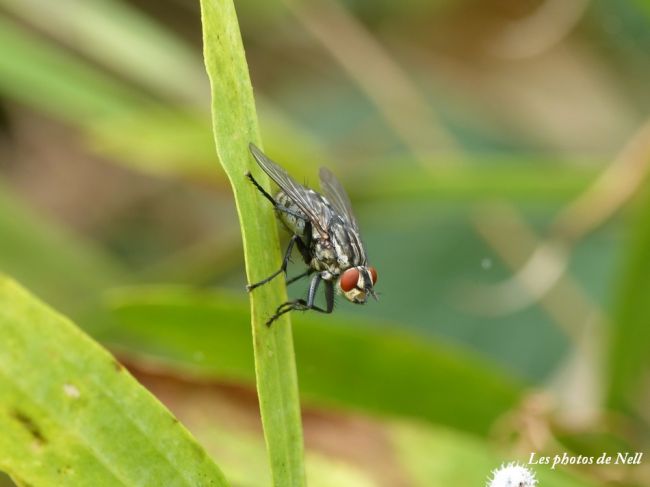 Mouche à damier 