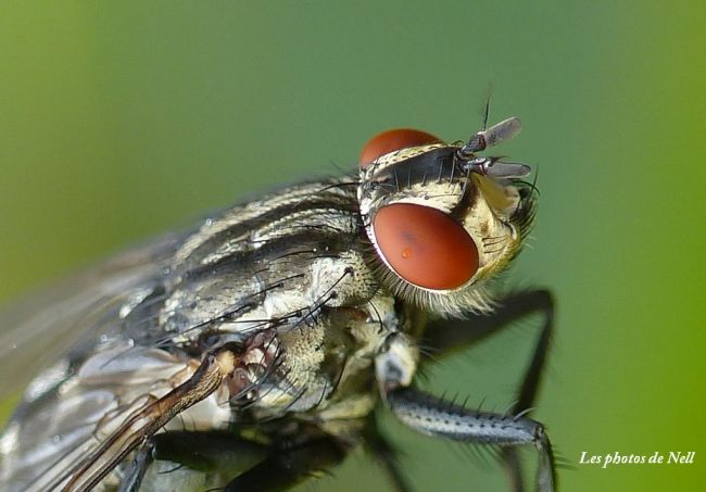 Mouche à damier 