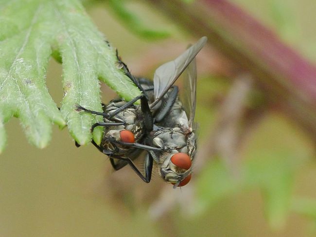 Mouche à damier 