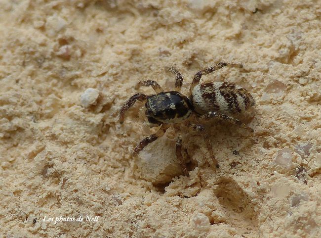 Araignée sauteuse 