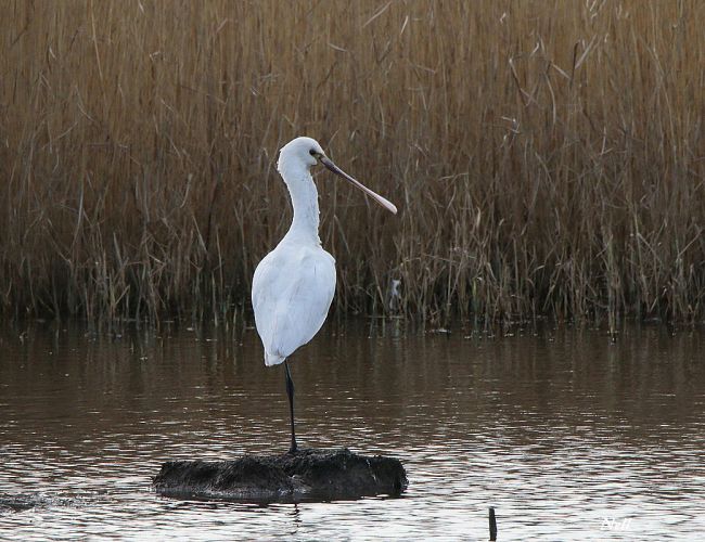 Spatule blanche 