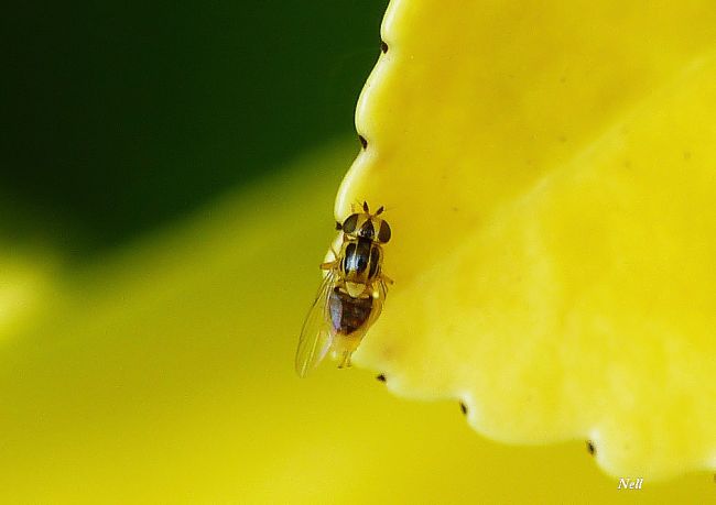 Le Chlorops grégaire Thaumatomyia notata: Chloropidae taille 3 mm (mon jardin) (04/2017).